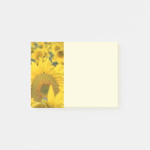 Post-it® Champ jaune de tournesols photo