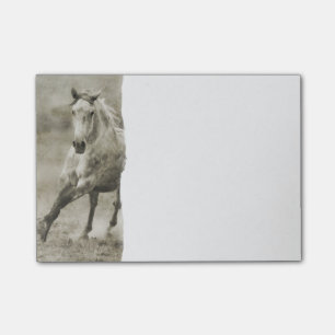 Post-it® Cheval andalou russe galopant