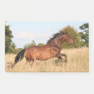 Post-it® Cheval Courant Sur Le Terrain