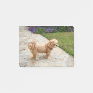 Post-it® Chien Lhasa Apso dans un jardin