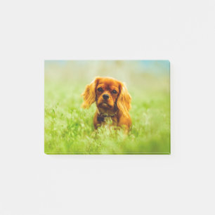 Post-it® Chiot dans le champ