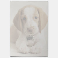 Chiot de beagle