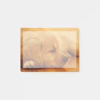 Chiot Golden Retriever