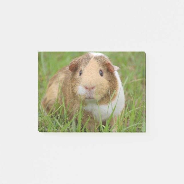 Post-it® Cobaye domestique mignon (Devant)