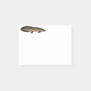 Post-it® Dauphin australien