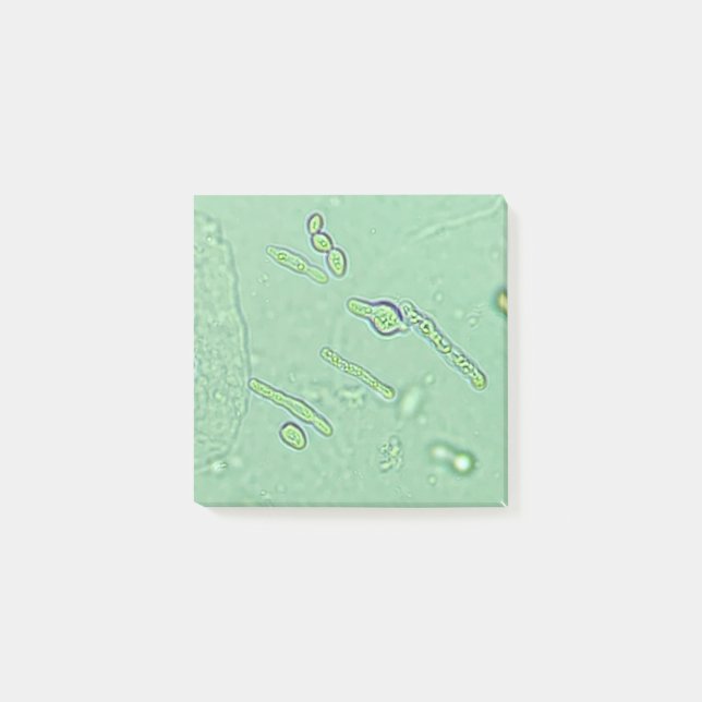 Post-it® Diapositive de laboratoire du microscope de levure (Devant)