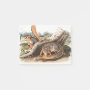 Post-it® Dites Squirrel Girl Boy Pet Giftssquirrel feeder