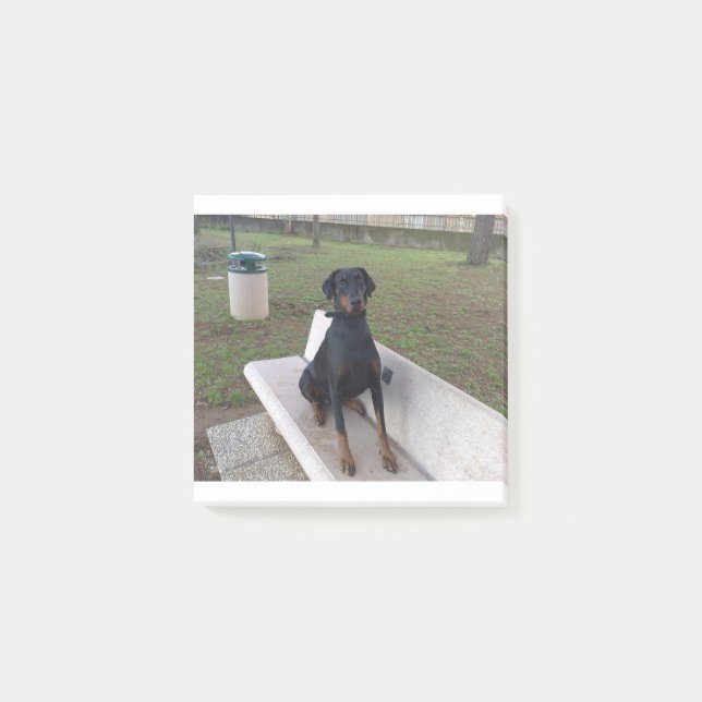 Post-it® doberman pinting (Devant)