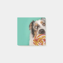 Drôle de chien australian Shepherd avec Lolli