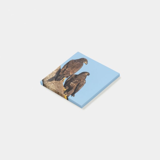 Post-it® E19 & E20 Dans Vieux Pin SWFL Eagle Cam Poster Son (Incliné)