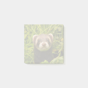 Post-it® Ferret Brown dans l'herbe