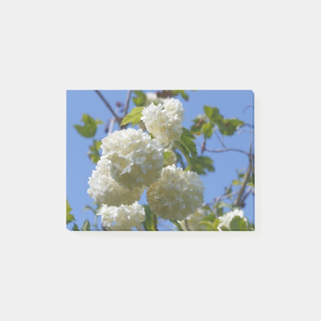 Post-it® Fleurs blanches de l'arbre rose de guelder (Devant)