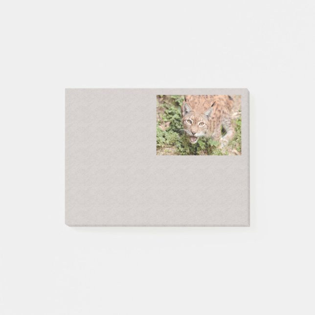 Post-it-Foto-Katze , Luchs , Tiere Post-it Klebezettel (Vorderseite)