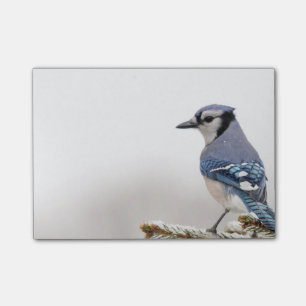 Post-it® Geai bleu en hiver