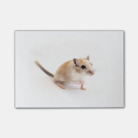 Gerbil Cute Bébé Animal Animal Pet Gerbils Modèle