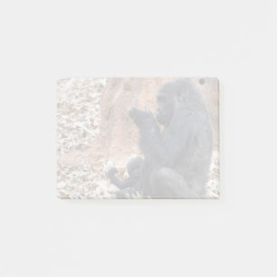 Post-it® Gorillas Lulu et Floyd au Zoo Atlanta