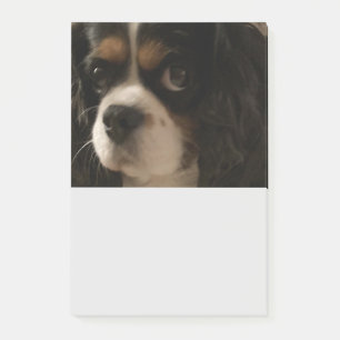 Post-it® Groomer pour animaux de compagnie doux Vétérinai