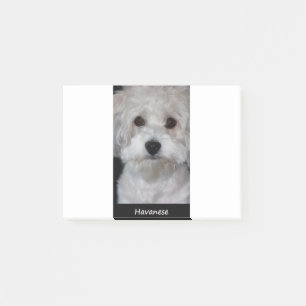 Post-it® Havanese