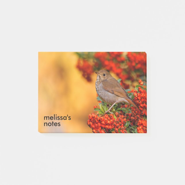 Post-it® Hermite Thrush Songbird sur l'araignée de feu (Devant)