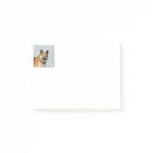 IcelandicSheepdog20150904