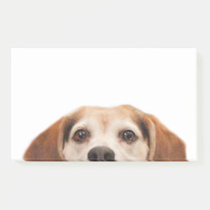 Post-it® Le chien Beagle moderne et branché