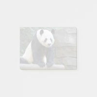 Le géant Panda Yang Yang au zoo d'Atlanta