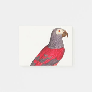 Post-it® Le perroquet rouge gris, Psittacus erithacus