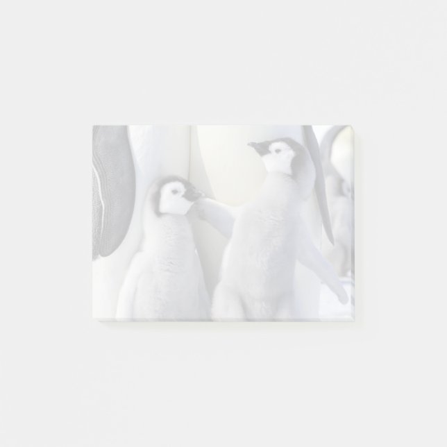 Post-it® L'Empereur Pingouin Chick (Devant)