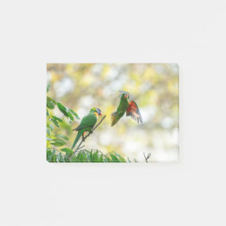 Post-it® Lorikeet Arc-en-ciel et à poitrine épaisse.