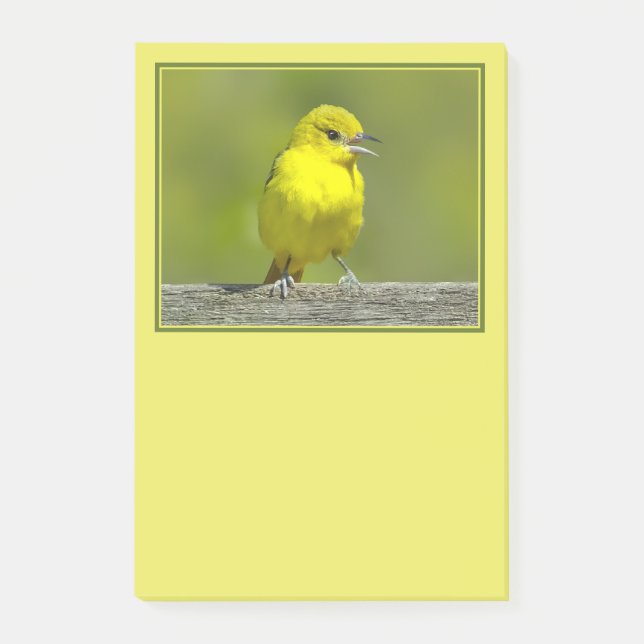 Post-it® Loriole des vergers - Photographie originale (Devant)