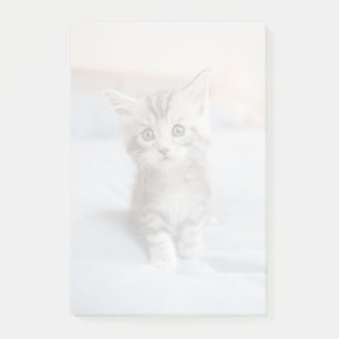 Post-it® Maine Coon Kitten