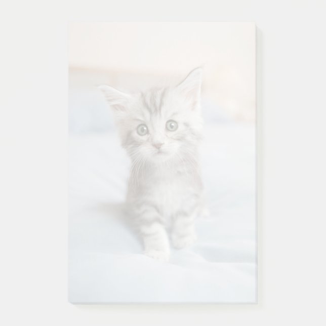 Post-it® Maine Coon Kitten (Devant)