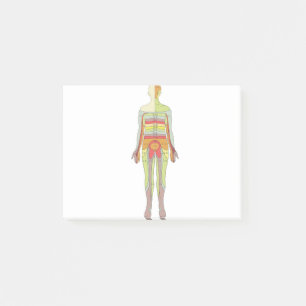 Post-it® Neurologie des dermatomes sensoriels