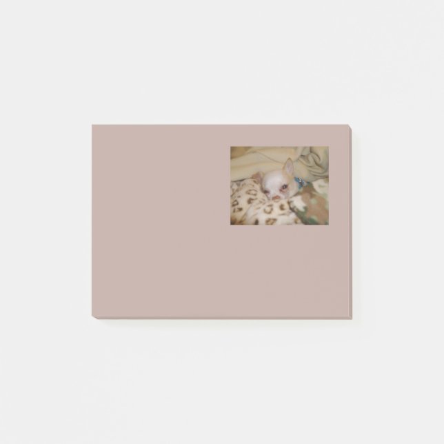 Post-it® Notes Chihuahuas Confortables (Devant)