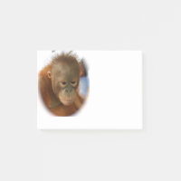 Orang-outan de bébé