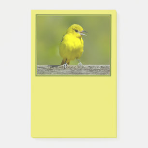 Post-it® Oriole de Baltimore - Photographie originale