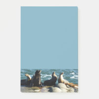 Otaries de San Diego