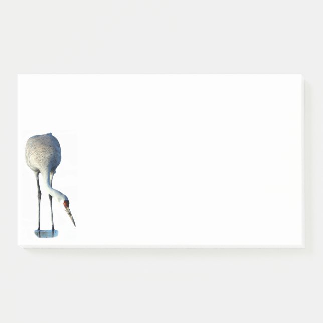 Post-it® Papeterie photo Sandhill Crane 10x6 Notes (Devant)