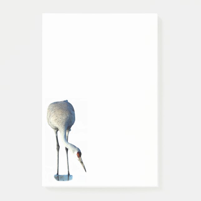 Post-it® Papeterie photo Sandhill Crane 4x6 Notes post-it (Devant)