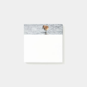 Post-it® Papier photo Sandpiper Bird 3x3 Notes
