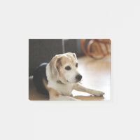 Plan rapproché de chiot sain de beagle