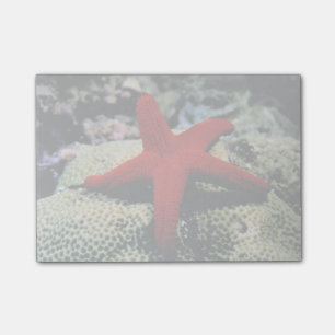 Post-it® Poisson étoilé  Mer Rouge