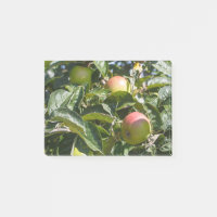 Pommes mûrissant sur un pommier