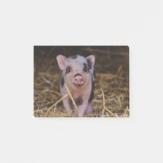 Post-it® Porc mignon doux (Devant)