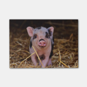 Post-it® Porc mignon doux