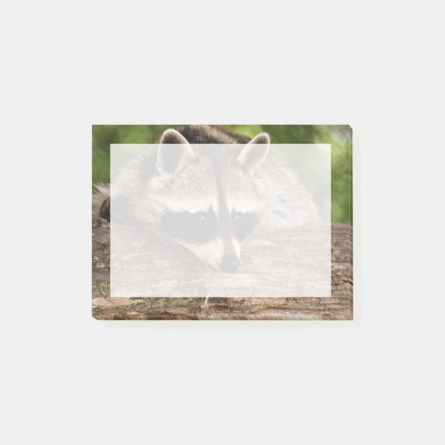 Post-it® Raccoon mignon reposant sur un journal (Devant)