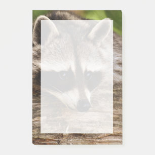Post-it® Raccoon mignon reposant sur un journal