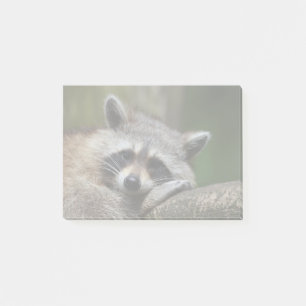 Post-it® Raton laveur mignon de bandit au repos