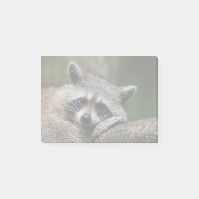 Post-it® Raton laveur mignon de bandit au repos (Devant)