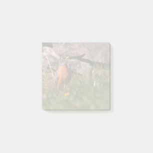 Post-it® Robin américain